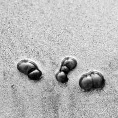 Franck Abd-Bakar Fanny