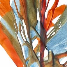 Doreen Wulbrecht