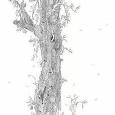 Lin Xue