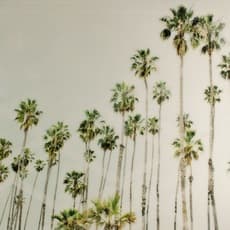 Christine Flynn