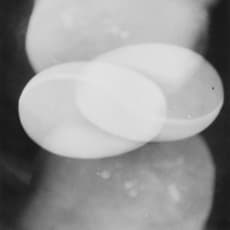 Osamu Shiihara 椎原 治