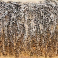 Thuong Hoang Mac