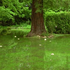 Douglas Gordon