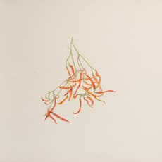 Edgar Honetschläger