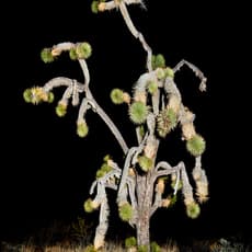 Christopher Woodcock