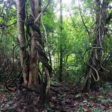 Krissakorn Thinthupthai