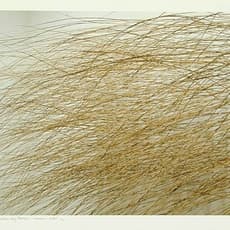 Bob Verschueren