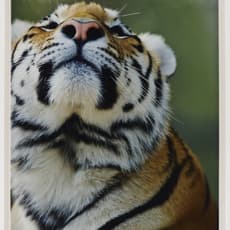 Diana Thater