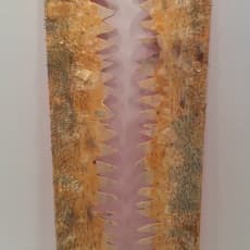 Francheska Alcantara