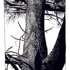 Jamie Hewlett
