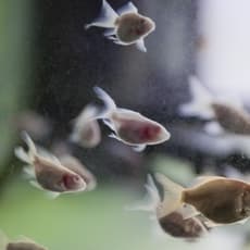 Revital Cohen & Tuur Van Balen