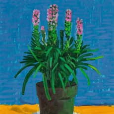 David Hockney