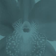 Pierre-Olivier Arnaud