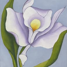 Henrietta Shore