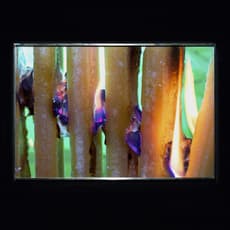 Diane Severin Nguyen