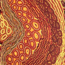 Christine Nakamarra Curtis