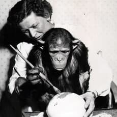 Chimpanzee Artists