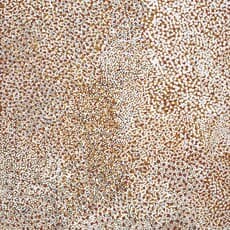 Mick Namerari Tjapaltjarri