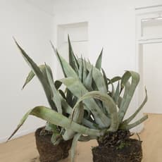 Lisa Dalfino & Sacha Kanah