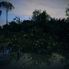 Elijah Gowin