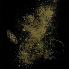 Michaela Bruckmüller