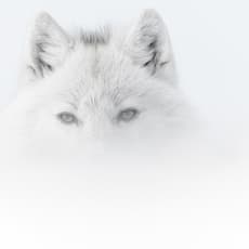 Vincent Munier