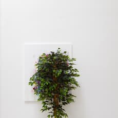 Torben Ribe