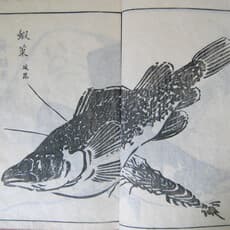 Kanyosai