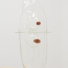 Tristano di Robilant