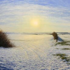 Steve Whitehead