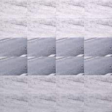 Tara Fracalossi
