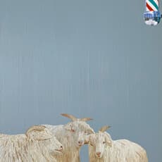 Yu Xuan