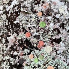 María Bayá, Corteza (2024)