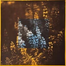 TIMEWAVEULTRA (Cole Caswell and Bryan Graf)
