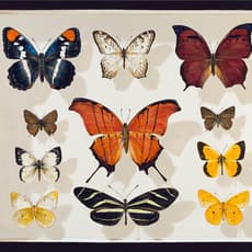 YOURI CANSELL AKA MANTRA