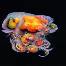 Juria Toramae