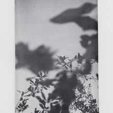 Souheila Ghorbel