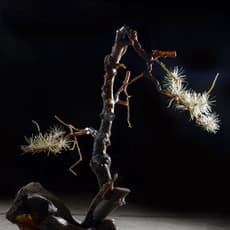 Shi Jinsong 史金淞