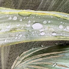 María Bayá, Gotas #3 (2024)