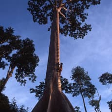 Aulia Erlangga